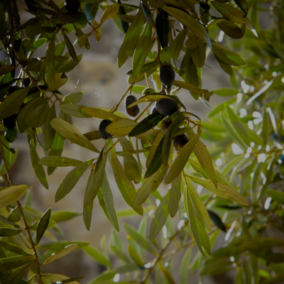 L'ingrédient Olive pour le Secret de Beauté